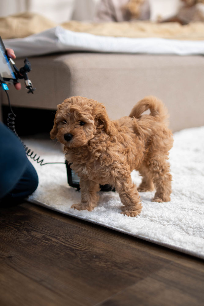 Videofirma Odense, Fyn